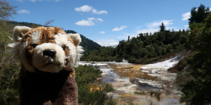 Waikato / Bay of Plenty / Northland